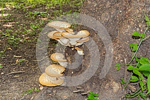 Cerioporus squamosus, also known as Pheasant`s back mushrooms and dryad`s saddle, is a basidiomycete bracket fungus photo