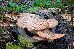 Cerioporus squamosus, commonly known as Dryad\'s saddle or Pheasant\'s back fungus on a tree