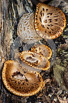 Cerioporus squamosus fungi in Brown Deer Wisconsin