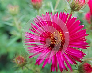 Cerise Flower