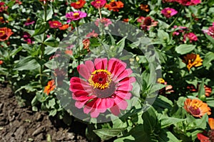 Cerise pink flowerhead of zinnia elegans