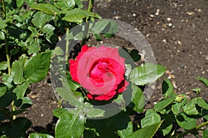 Cerise red flower of one rose in June photo