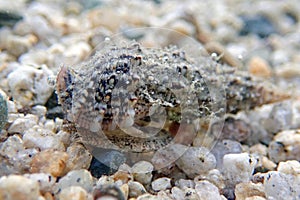 Cerith sand sea snail - Cerithium Caeruleum