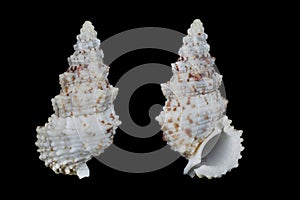 Cerithium echinatum