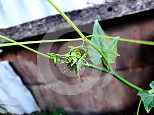 cermai pumpkin plants that have budded young leaves