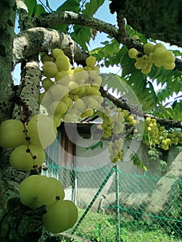 cermai trees bear much fruit