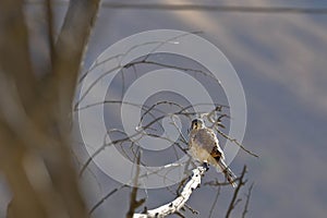 Cernicalo americano Falco sparverius photo