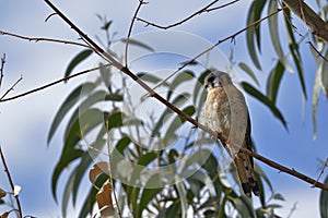 CernÃ­calo americano Falco sparverius