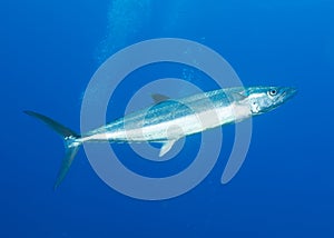 Cero Mackerel photo