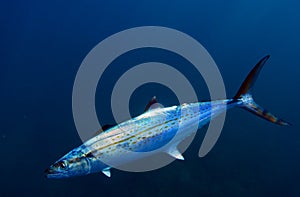 Cero mackerel fish photo