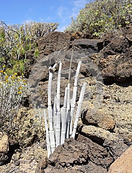 Ceropegia fusca or cardoncillo plant on volcanic stones background