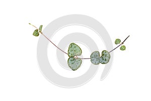 Ceropegia plant with heart shaped leaves