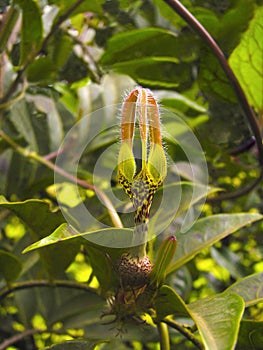 Ceropegia sp., Kaas, Satara district, Maharashtra, India