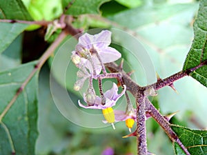 Ceropegia, a species of flower found in Kaas Plateau