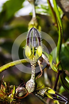 Ceropegia vincaefolia, Kaas, Maharashtra, India