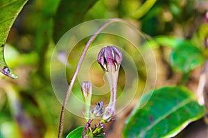 Ceropegia vincafolia, Hook, Kaas Plateau, Satara, Maharashtra