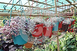 Ceropegia woodii hanging tree plant