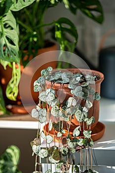 Ceropegia woodii houseplant with long heart shaped leaves in terracotta pot at sunlight closeup