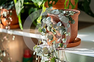 Ceropegia woodii houseplant with long heart shaped leaves in terracotta pot at sunlight closeup