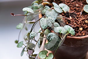 Ceropegia woodii, `string of hearts` plant.