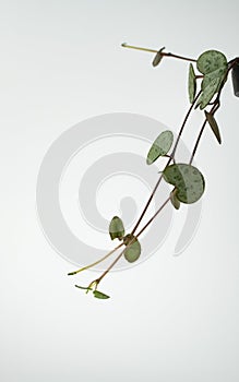 Ceropegia woodii on white background  close up view