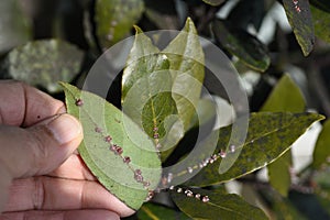 Ceroplastes rubens are parasitic on laurels. .