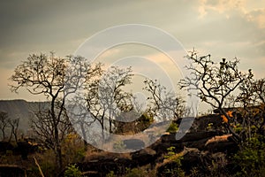 Cerrado Brasileiro