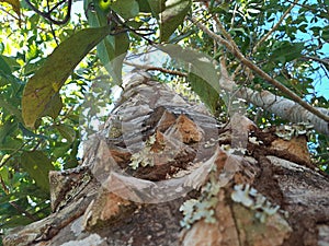 Cerrado tree photo