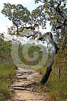 Cerrado tree with twisted trunk on the dirt trail photo