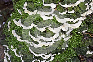 Cerrena unicolor, commonly known as the mossy maze polypore