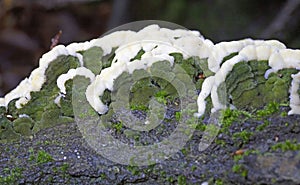 Cerrena unicolor, commonly known as the mossy maze polypore