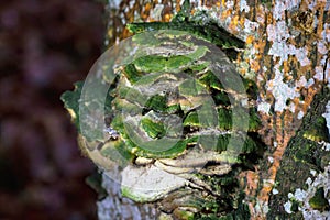 Cerrena unicolor, commonly known as the mossy maze polypore, is a species of poroid fungus in the genus Cerrena.