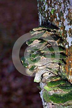 Cerrena unicolor, commonly known as the mossy maze polypore, is a species of poroid fungus in the genus Cerrena.