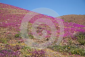Cerro del desierto florido photo