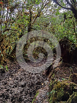 Cerro Pando Costa Rica - PanamÃÂ¡ Jurutungo photo