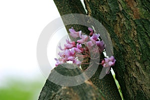 Cersis trees in the botanical garden
