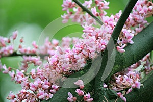 Cersis trees in the botanical garden