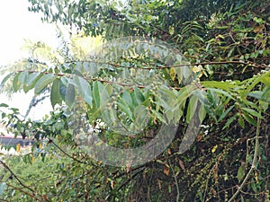 Certain type of ficus bridelia wild plant