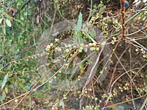 Certain type of ficus bridelia wild plant