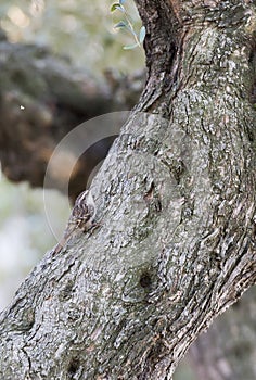 Certhia brachydactyla, treecreeper,