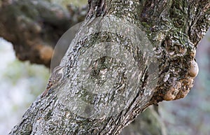 Certhia brachydactyla, treecreeper,