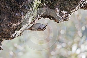 Certhia brachydactyla, treecreeper,