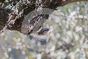 Certhia brachydactyla, treecreeper,