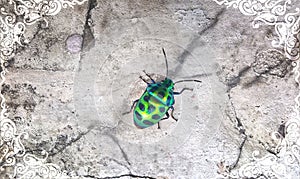 Vintage frame with beetle background