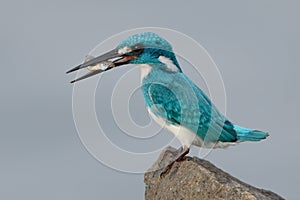 Cerulean kingfisher capture a fish photo