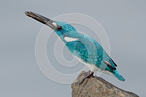 Cerulean kingfisher eating a fish