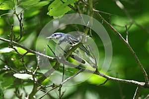 Cerulean Warbler