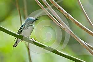 Cerulean Warbler