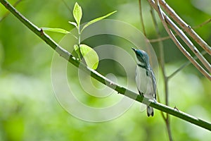 Cerulean Warbler