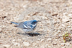 Cerulean Warbler pecks on the ground